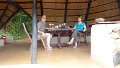 Hochzeitstag in der Ivory Lodge Hwange Park Zimbabwe